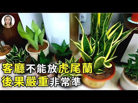 財位 虎尾蘭|招財風水禁忌擺放虎尾蘭風水：如何讓虎尾蘭成為富裕的象徵